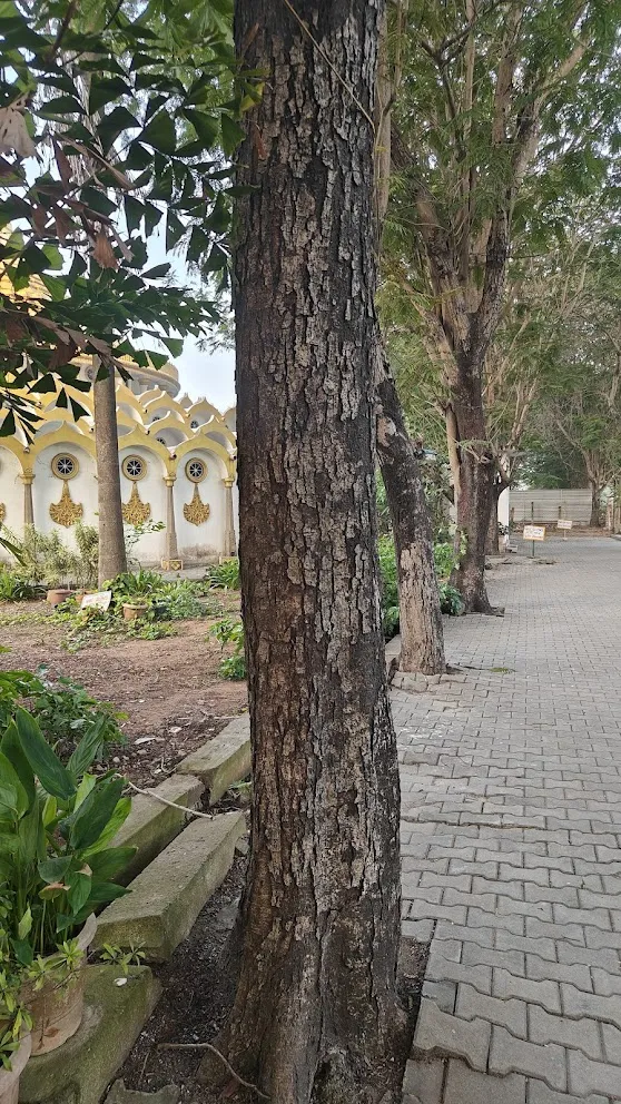 Tree's Details at Vipaasana Center Chennai